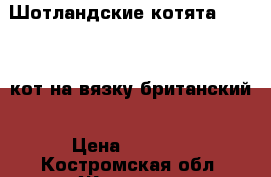 Шотландские котята         кот на вязку британский › Цена ­ 2 000 - Костромская обл. Животные и растения » Другие животные   